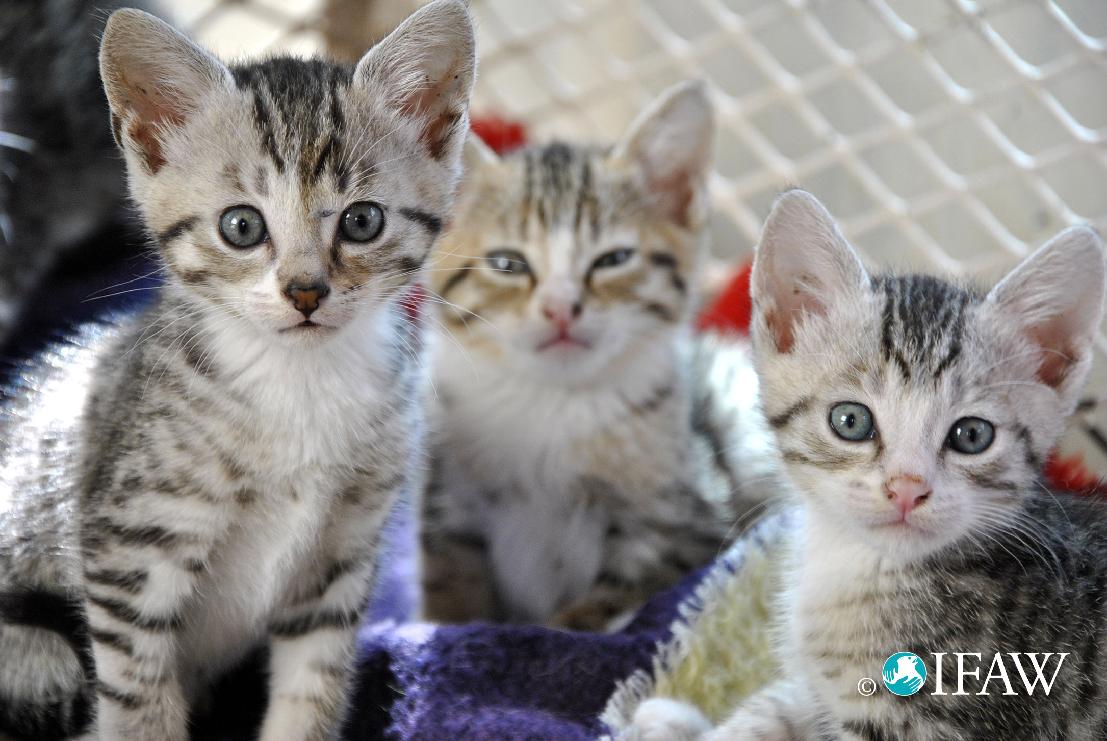 Creative Commons IFAW International Fund For Animal Welfare creative-commons-ifaw-international-fund-for-animal-welfare